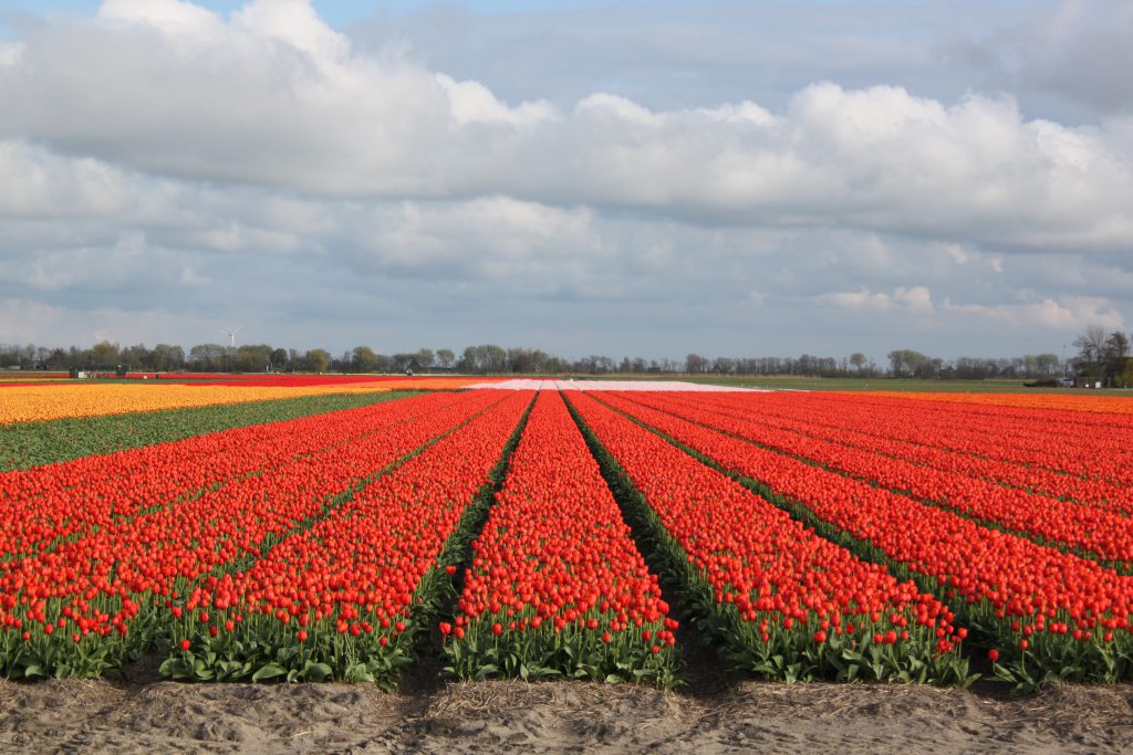 Balade privé à vélo le long des champs tulipes au-dessus d'Amsterdam - Lexperience avec Lex and the City