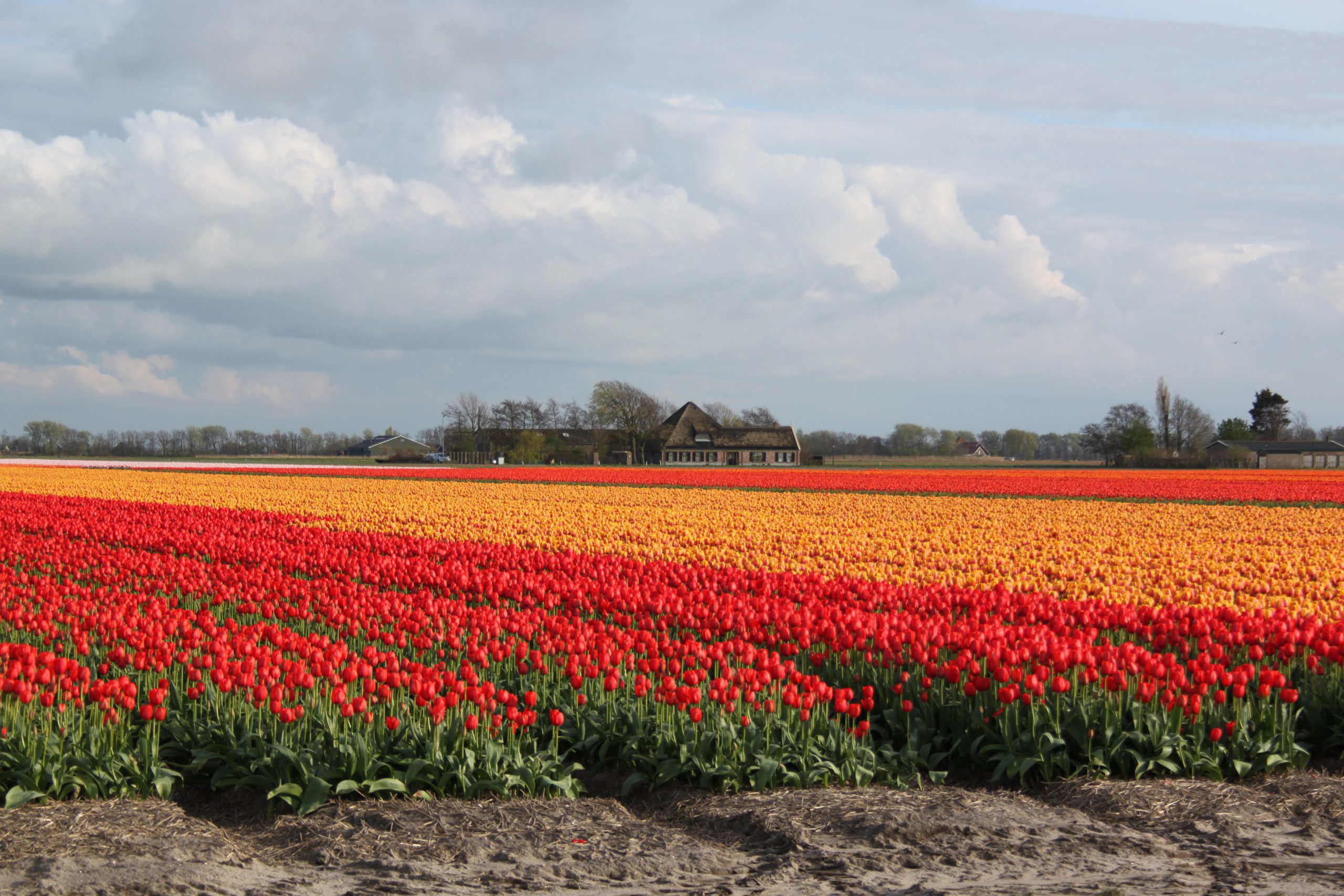 Langs de tulpen op de fiets in de kop van Noord-Holland met Lex and the City