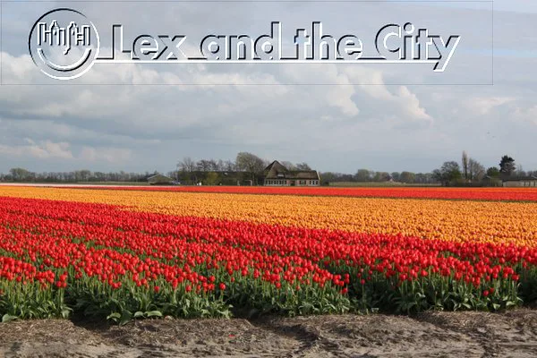Flower Bulb field above Amsterdam by Lex and the City - Picture from Pennings Breezand